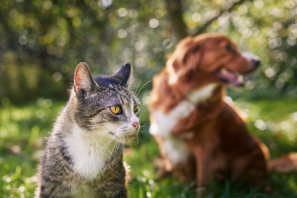 Chien et chat peuvent-ils cohabiter ?