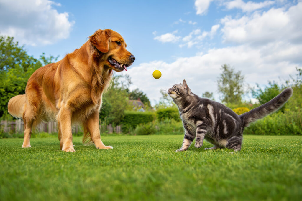 Chien et chat peuvent-ils cohabiter ?