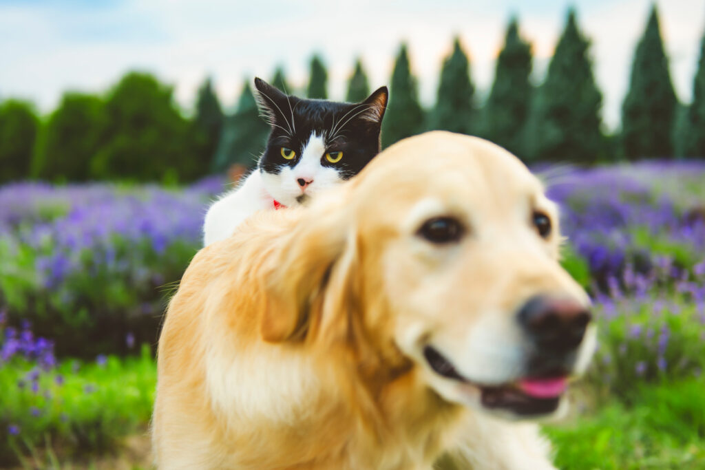 Chien et chat peuvent-ils cohabiter ?