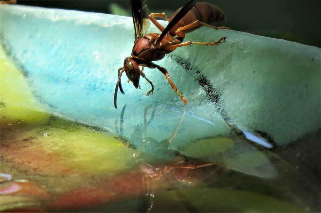 Comment fabriquer un piège à guêpes maison facilement ?