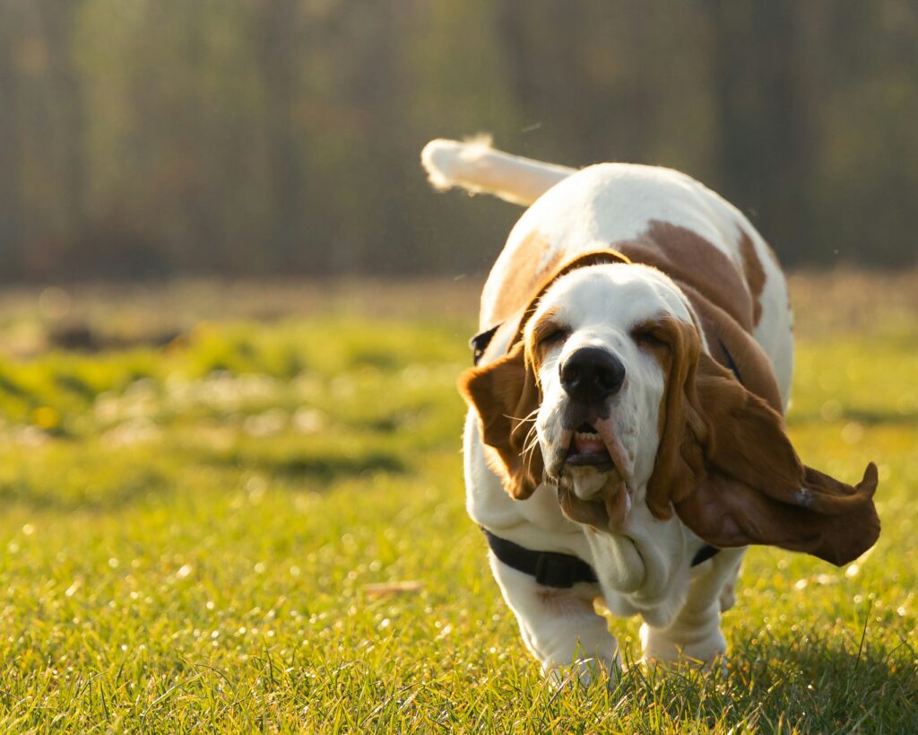 Top 10 des races de chiens de chasse