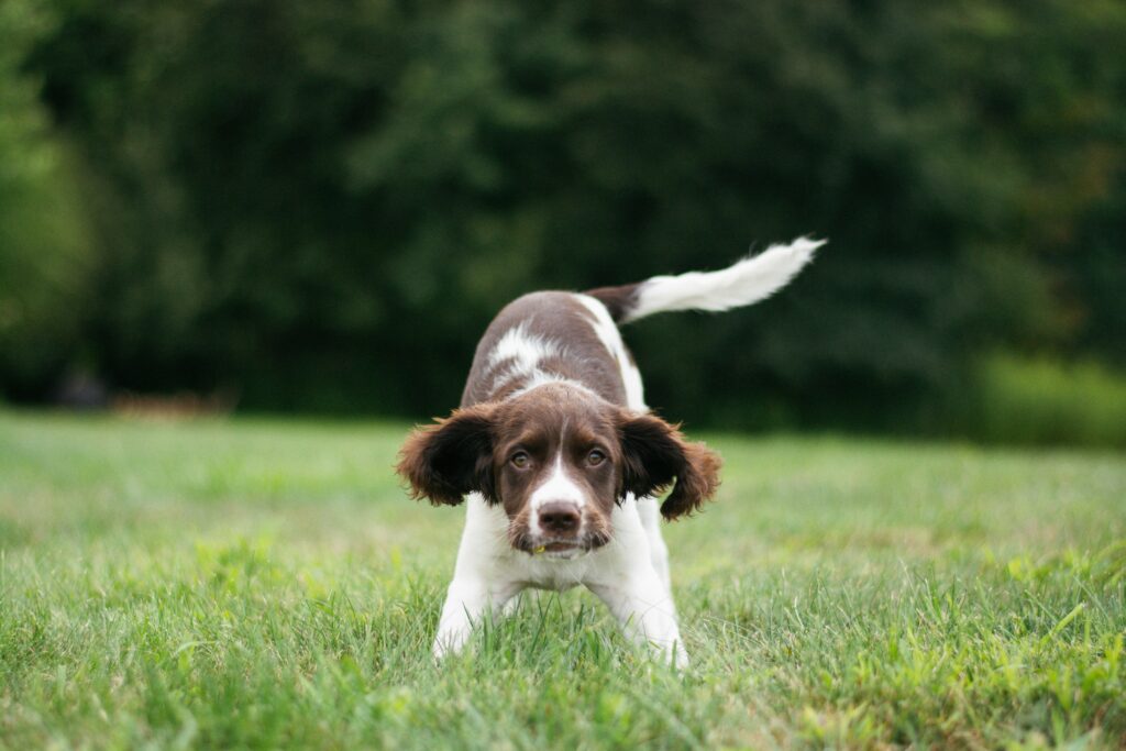 Top 10 des races de chiens de chasse