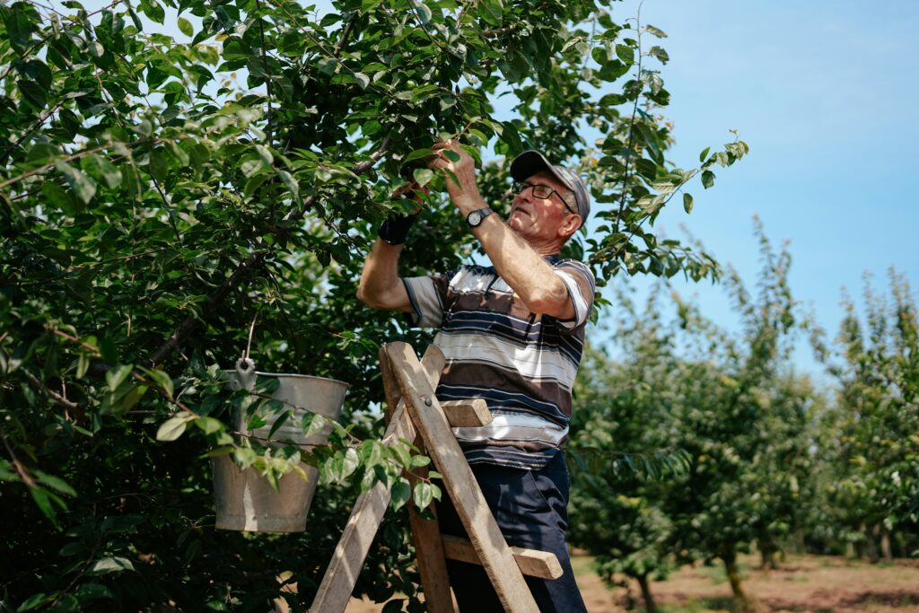Quand et comment tailler les pommiers ?