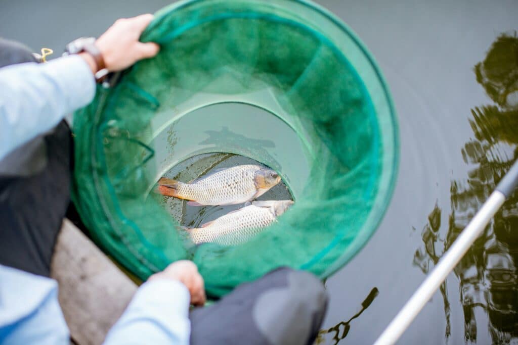 Top 10 des meilleures bouillettes pour la carpe en 2026